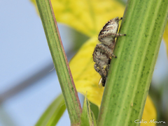 Megafreya sutrix