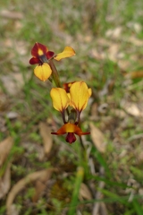 Diuris corymbosa