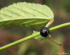 Hypognatha