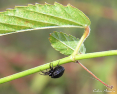 Hypognatha