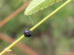Hypognatha