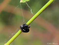 Hypognatha