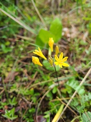 Triteleia crocea