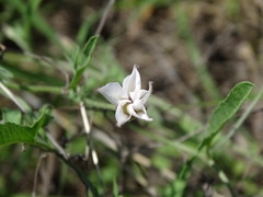 Nicotiana repanda