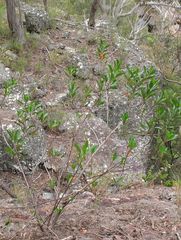 Dodonaea rhombifolia