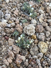 Cusickiella douglasii
