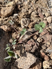 Trifolium rollinsii