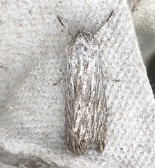 Catabena lineolata