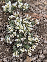 Cusickiella douglasii