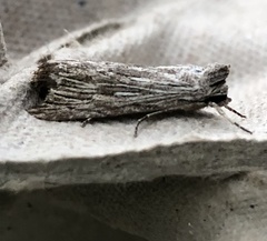 Catabena lineolata