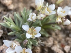 Cusickiella douglasii