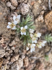 Cusickiella douglasii