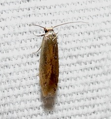 Phaeoses sabinella