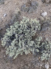 Artemisia arbuscula