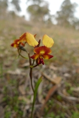 Diuris corymbosa