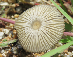 Coprinellus arenicola
