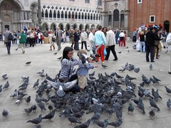 Columba livia domestica