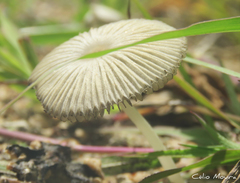 Coprinellus arenicola