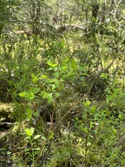 Spiraea alba latifolia