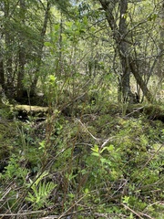Spiraea alba latifolia