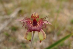 Caladenia discoidea