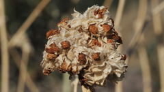 Malacothamnus enigmaticus