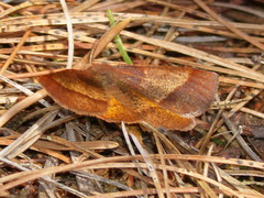 Metarranthis obfirmaria