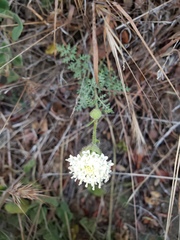 Chaenactis artemisiifolia