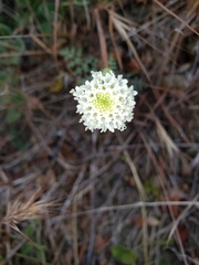 Chaenactis artemisiifolia