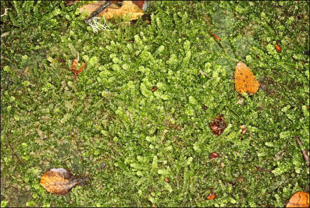 Racopilum cuspidigerum from Tarra-Bulga National Park, Tarra Valley ...