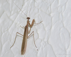 Musoniella