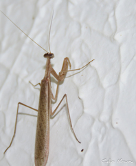 Musoniella
