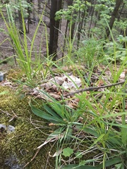 Carex platyphylla