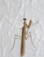 Musoniella