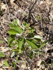 Amelanchier nantucketensis
