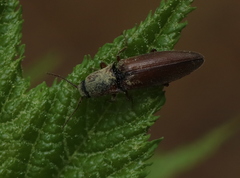 Agriotes collaris