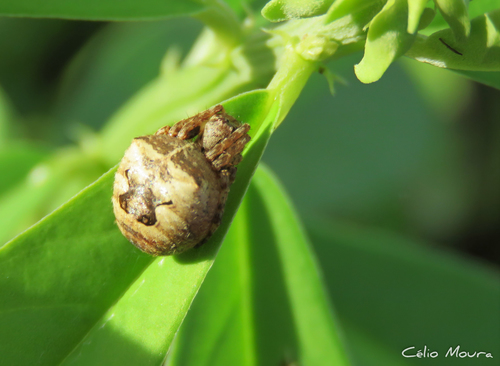 Ocrepeira hirsuta