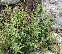 Epilobium canum