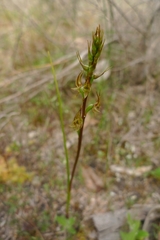 Prasophyllum gracile