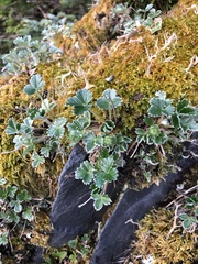 Potentilla × villosula