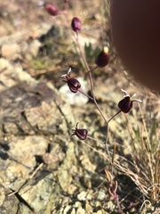 Streptanthus glandulosus niger