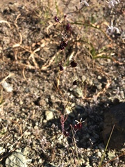 Streptanthus glandulosus niger