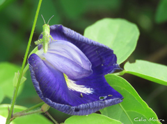 Centrosema brasilianum