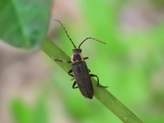 Atalantycha dentigera