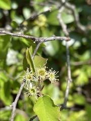 Amelanchier nantucketensis