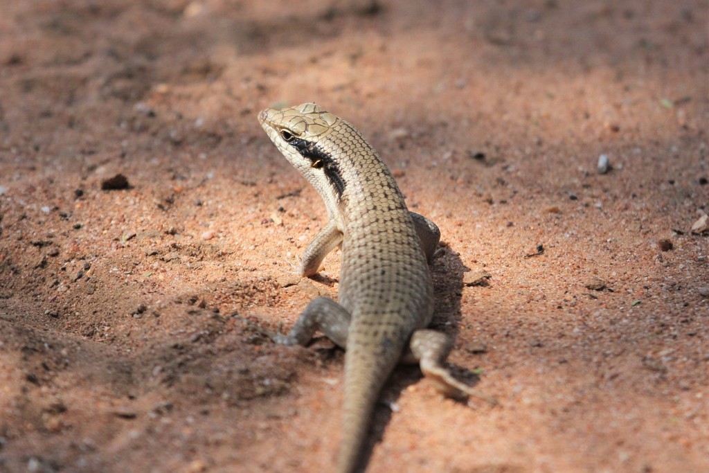 Bocage's Mabuya