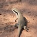 Ovambo Tree Skink - Photo (c) Ray Turnbull, some rights reserved (CC BY-NC), uploaded by Ray Turnbull