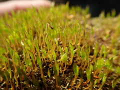 Tetraplodon mnioides