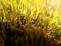 Tetraplodon mnioides