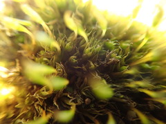 Tetraplodon mnioides